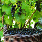 Blackcurrant Plant - Ribes Nigrum 'Titania' - Height 90-100cm - ⌀21cm | Set-of-2 | Green