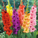 Gladiolus Large-flowered Mix | 15 x Bulbs | Multi