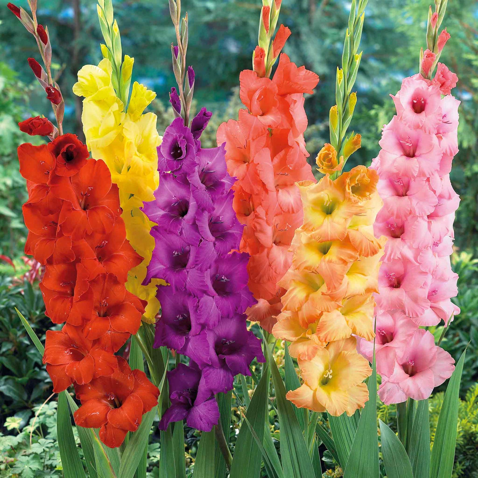 Gladiolus Large-flowered Mix | 15 x Bulbs | Multi