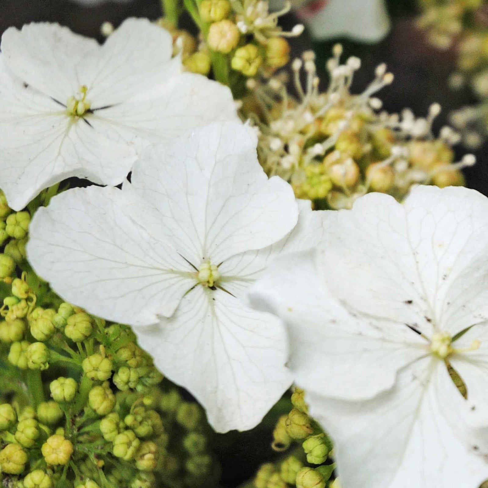 Hydrangea Querc. 'ice Crystal' Compact Oakleaf Hydrangea With Pure White Flowers | 1 x 3L | White