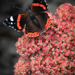 Luscious Hylotelephium Collection - Set Of 3 Sedum Plants For Late Summer Interest Supplied In 9cm Pots