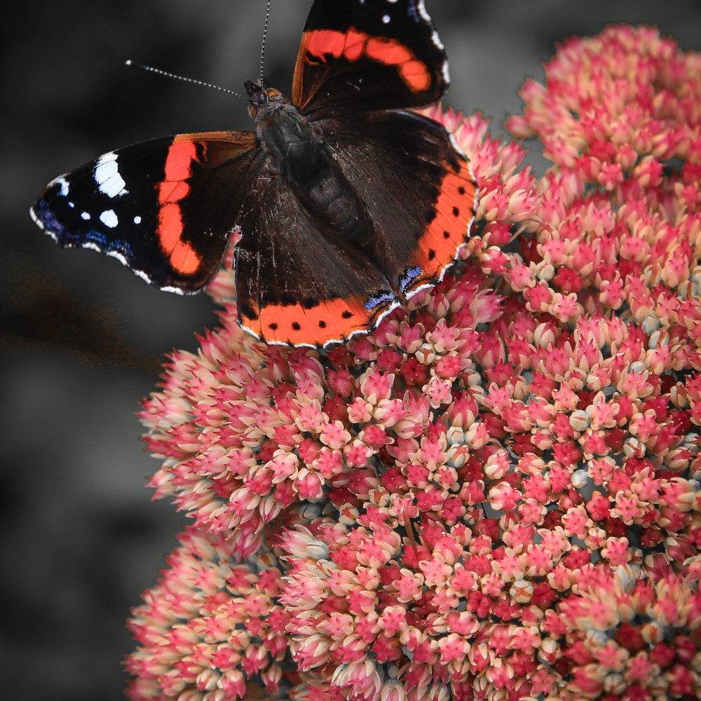Luscious Hylotelephium Collection - Set Of 3 Sedum Plants For Late Summer Interest Supplied In 9cm Pots