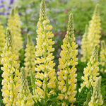 Lupinus Lupinova ‘lenora’ 9cm pots | 1 x 9cm | Yellow
