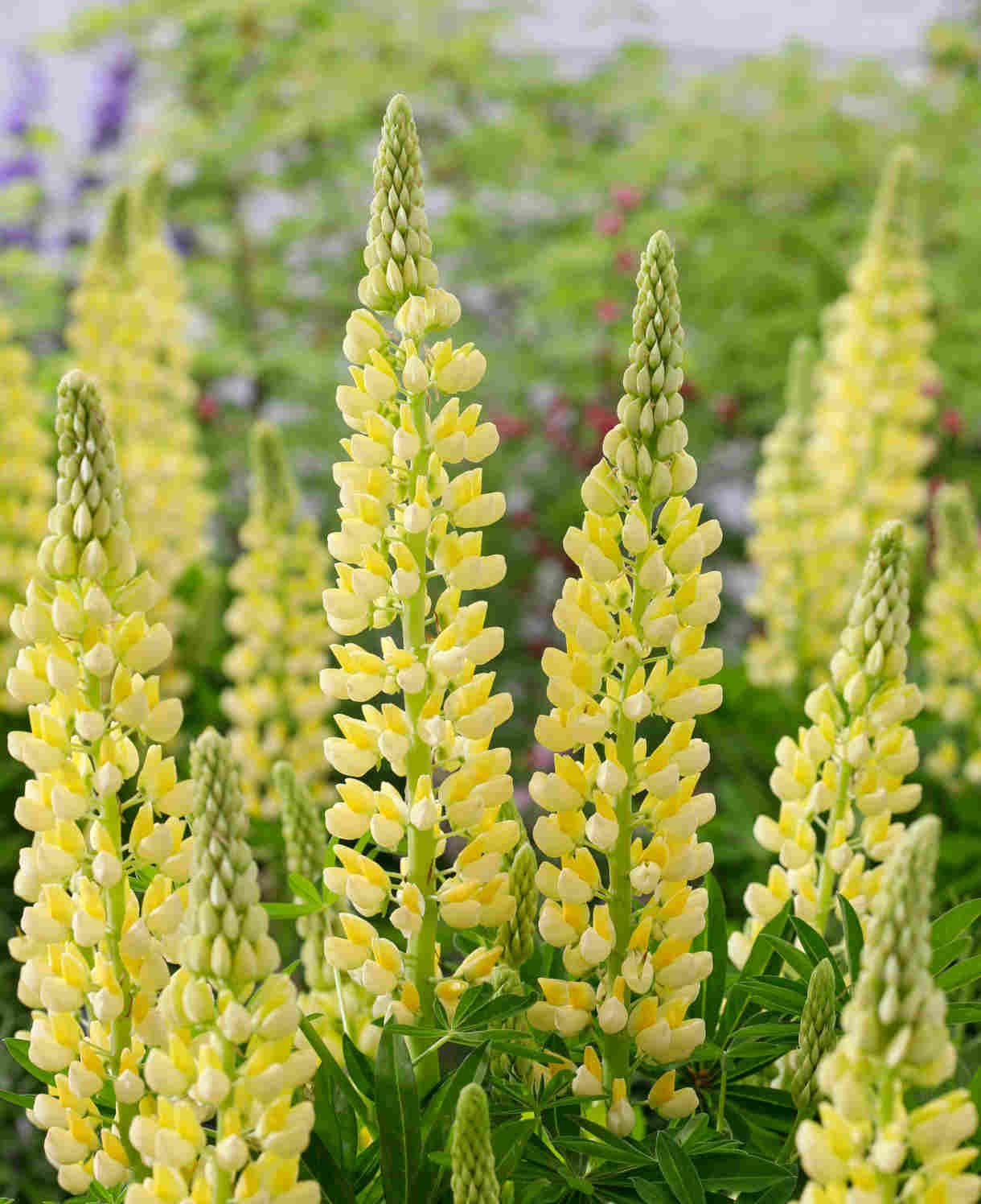 Lupinus Lupinova ‘lenora’ 9cm pots | 1 x 9cm | Yellow