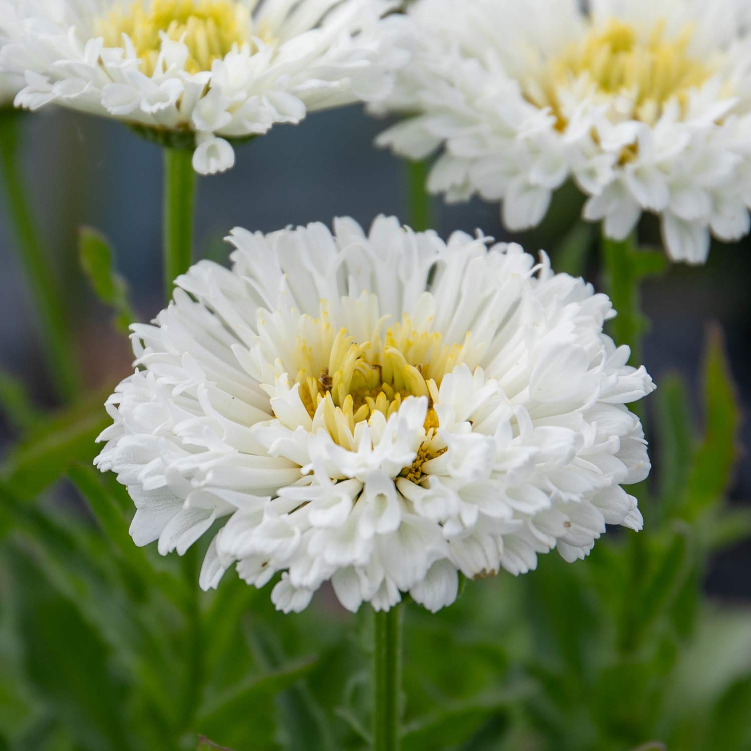 Leucanthemum 'real Snowball' Plant - 50cm Hardy Perennial | 1 x 2L | Green & White