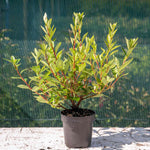 Azalea 'encore Autumn Fire' - Red Semi-evergreen Shrub, Spring & Autumn Blooms | 1 x 9cm | Red