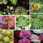 Mixed Alpine Plant Collection -  Outdoor Garden Plants, Ideal For Pots And Containers (3 Plants)