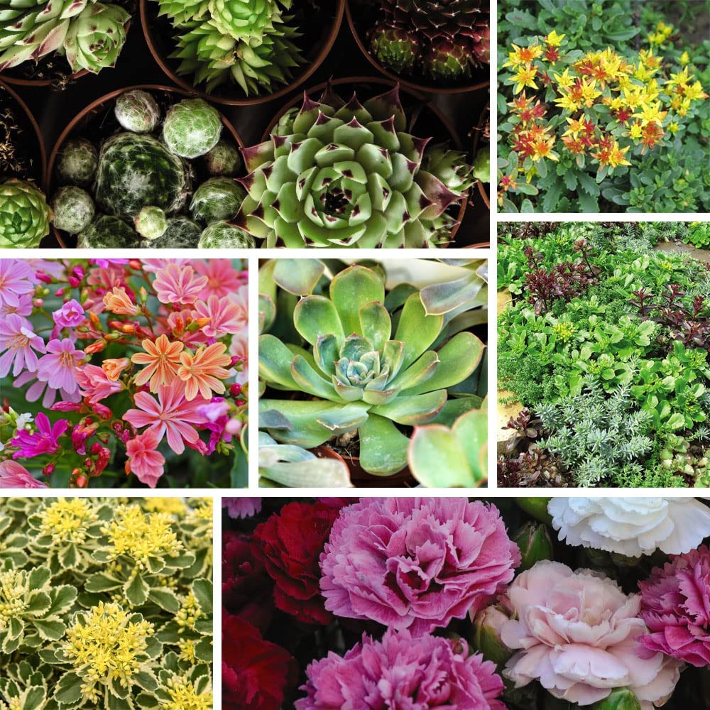 Mixed Alpine Plant Collection -  Outdoor Garden Plants, Ideal For Pots And Containers (3 Plants)