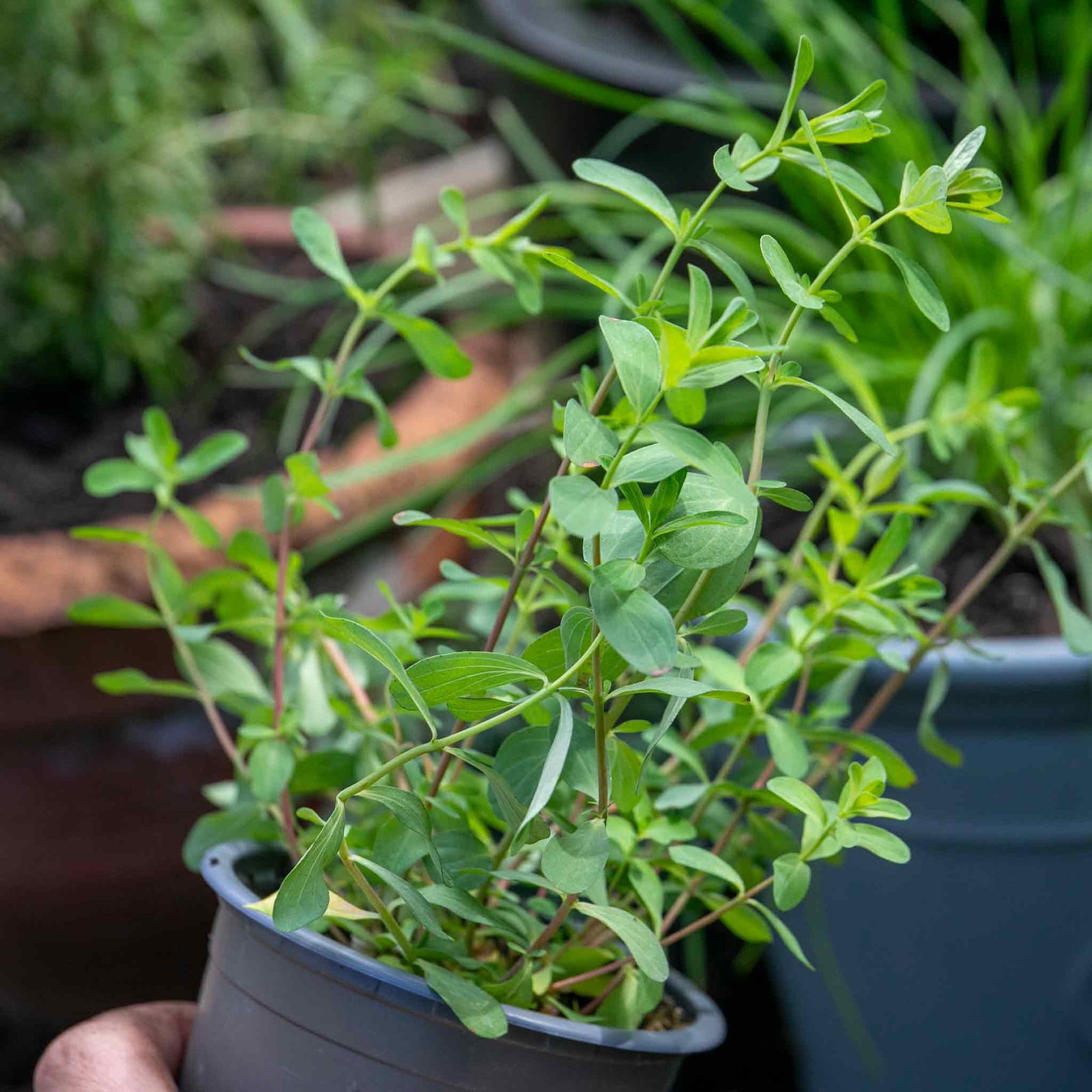 St Johns Wort 'hypericum Perforatum' | 3 x 9cm