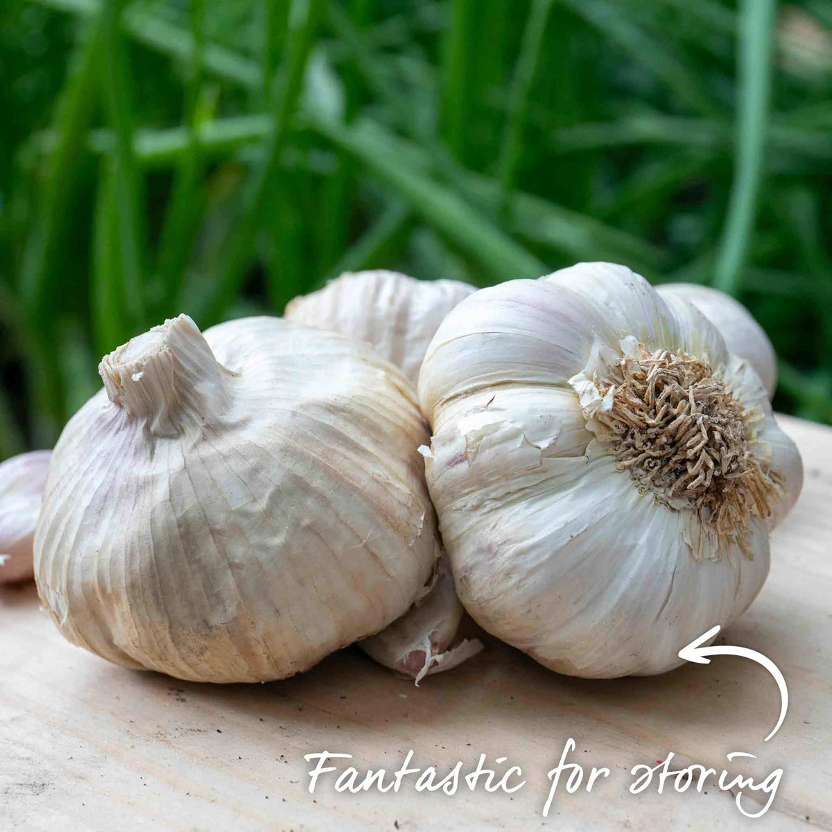 Pre-rooted Garlic 'mersley Wight' Softneck, Isle Of Wight, Pre-rooted Cloves | Set of 12 | Multi