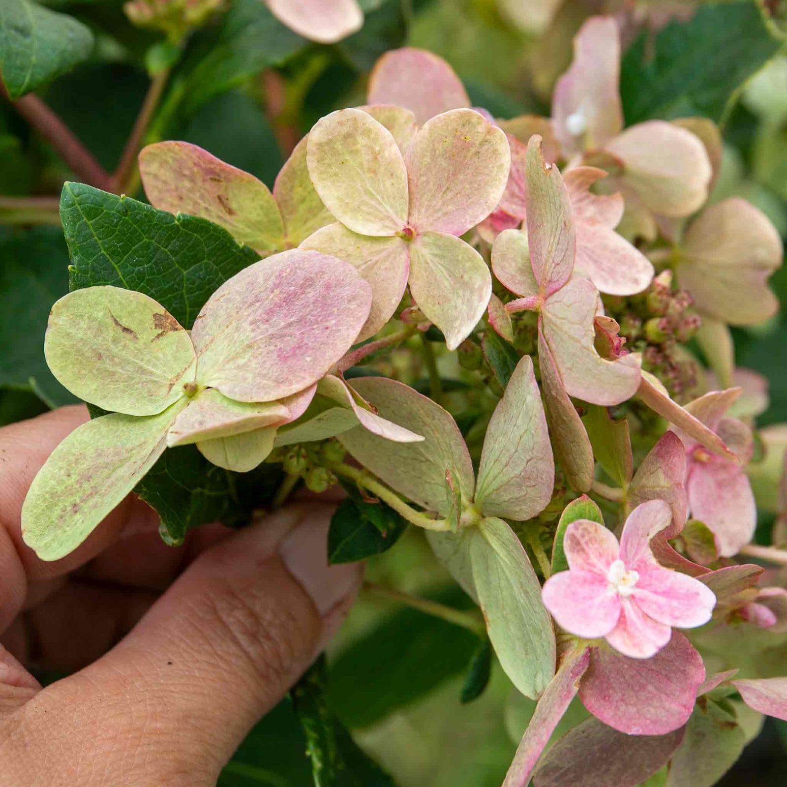 Hydrangea 'polestar' Compact Patio Shrub 50-90cm | 1 x 9cm | Multi Colour