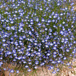Lobelia 'waterfall Blue Ice' Trailing Bedding Plant | 12 x Jumbo Plugs | Blue