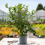 Syringa Patula 'miss Kim' Fragrant Lilac Shrub | 1 x 3L | Purple