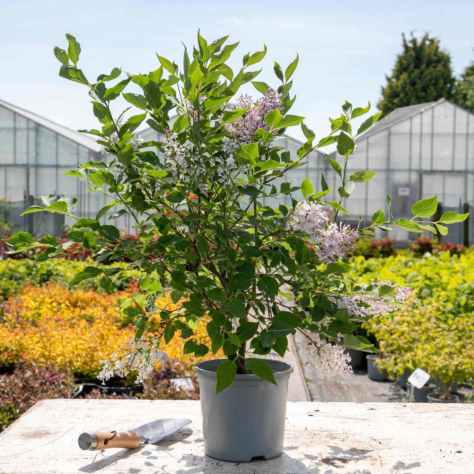 Syringa Patula 'miss Kim' Fragrant Lilac Shrub | 1 x 3L | Purple