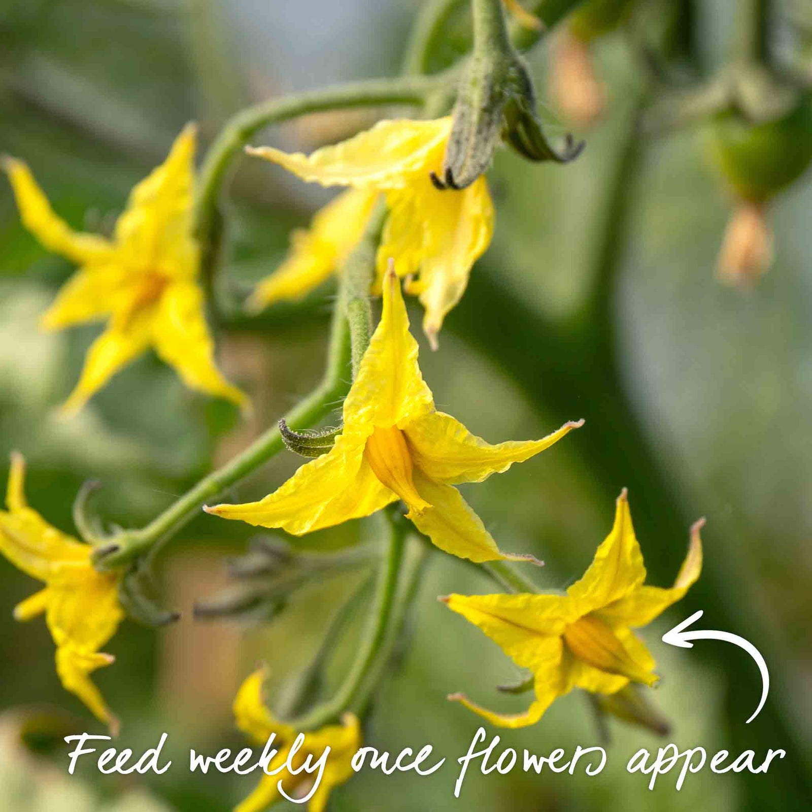 Cordon Tomato Seeds Alicante | Set of 60