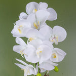 52cm Artificial Orchid Large White And Gold
