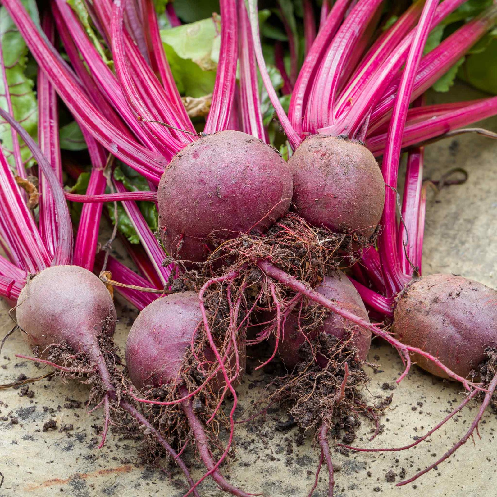 Beetroot Seeds 'boltardy' - Early, Bolt-resistant Variety | 400 Seeds