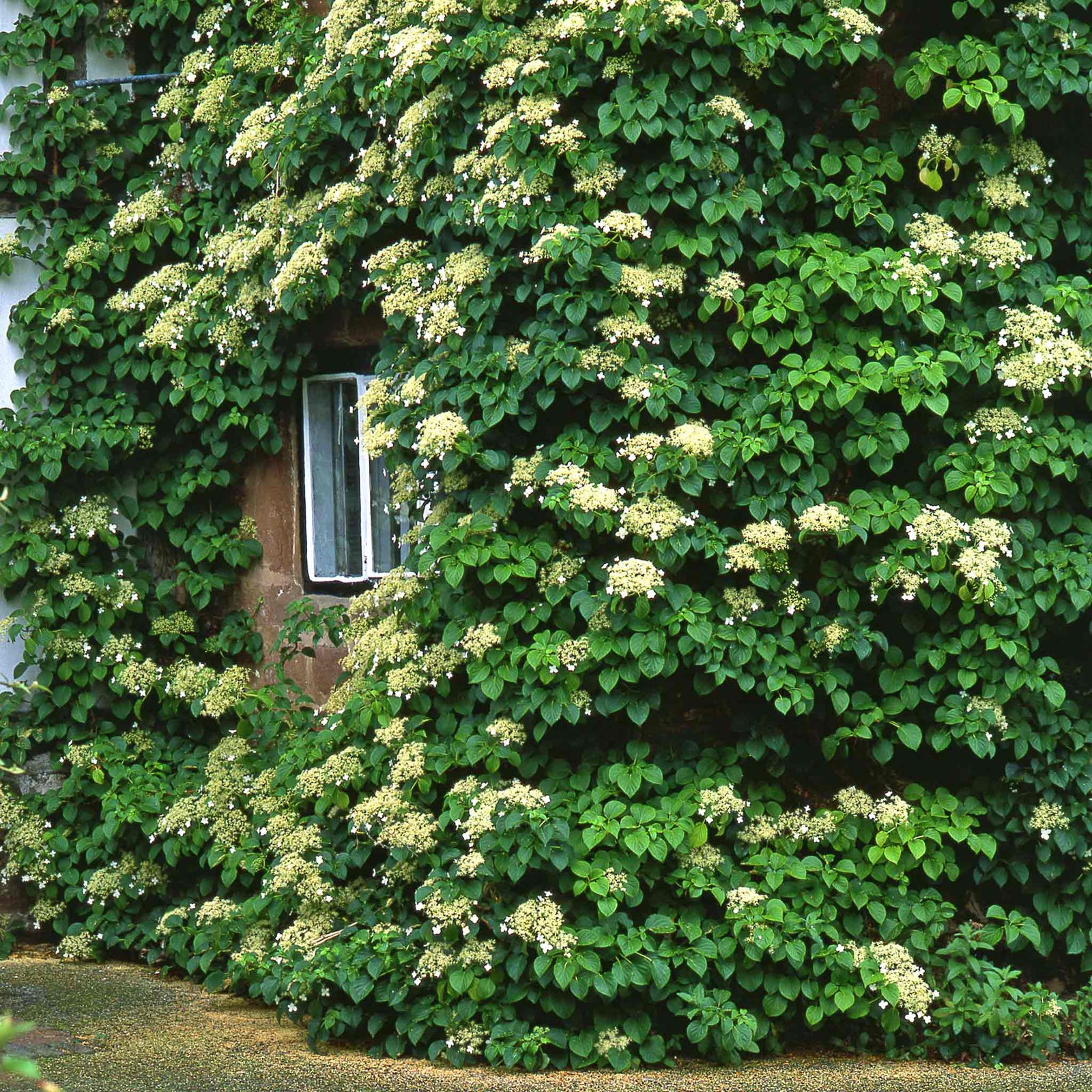 Climbing Hydrangea 'petiolaris' Rhs Agm | 1 x 9cm | White