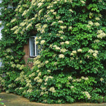 Climbing Hydrangea 'petiolaris' Rhs Agm | 1 x 3L | White