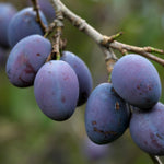 Prunus Damson Merryweather Plum Fruit Tree 4-5ft Supplied In A 5 Litre Pot