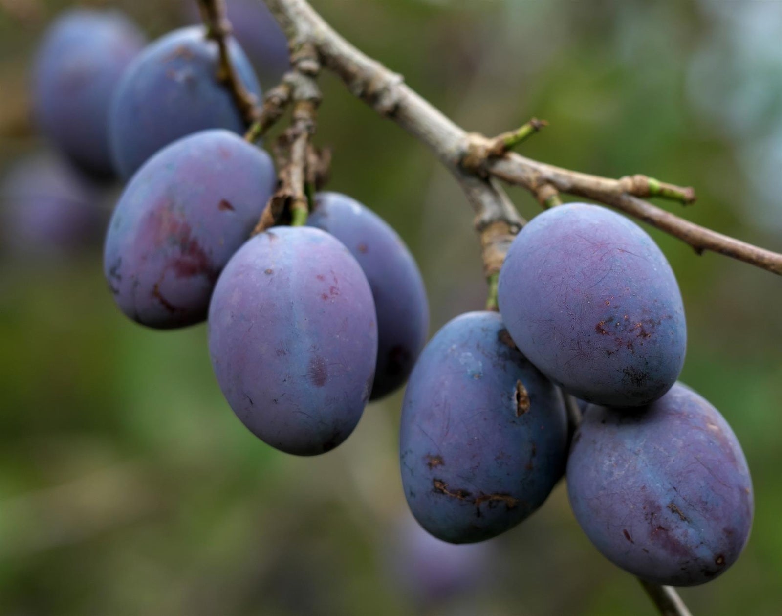 Prunus Damson Merryweather Plum Fruit Tree 4-5ft Supplied In A 5 Litre Pot