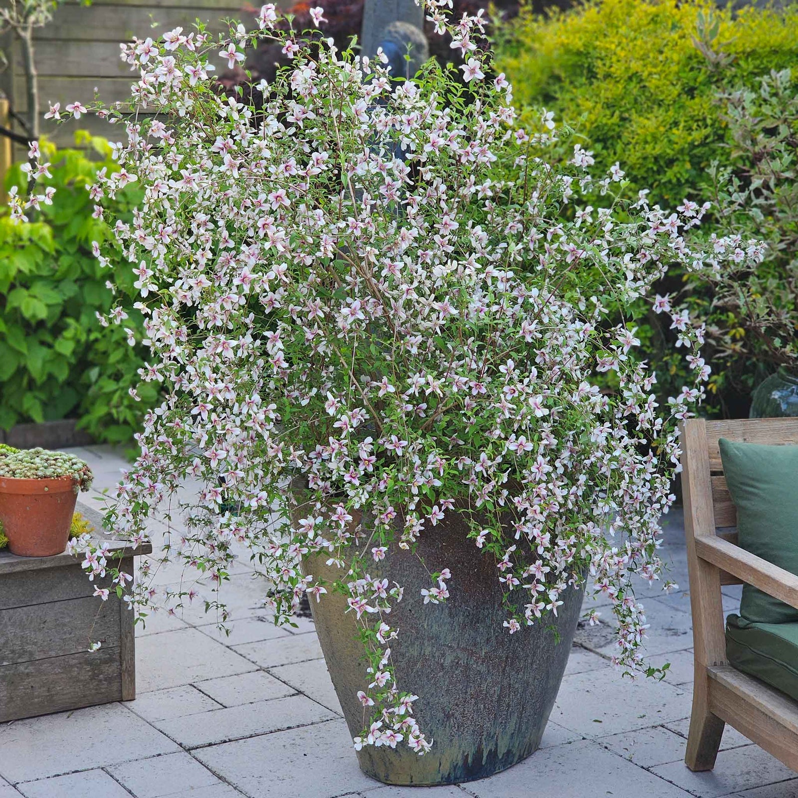 Philadelphus 'petite Perfume Pink' | 1 x 3L | Pink