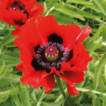 Poppy Oriental Collection Bare Roots | Set of 4