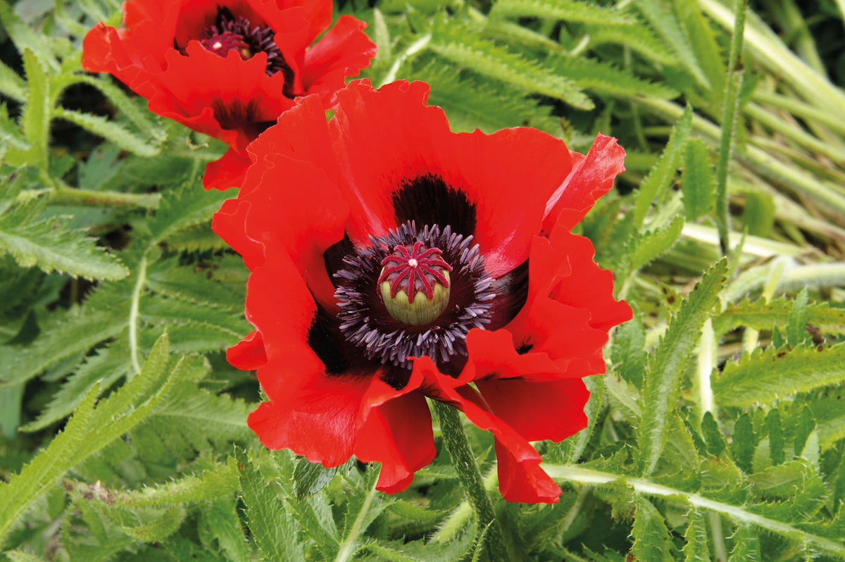 Poppy Oriental Collection Bare Roots | Set of 4