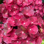 Hydrangea Macrophylla 'rebellion Pistachio Love' 12cm Pot | Set-of-1 | Green