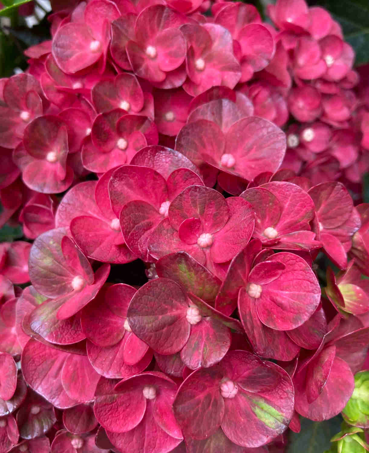 Hydrangea Macrophylla 'rebellion Pistachio Love' 12cm Pot | Set-of-1 | Green