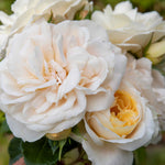 Rose 'champagne Moment' Floribunda – Rhs Agm, Rose Of The Year 2006 | 1 x Bare Root | White