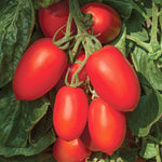Plum Nagina F1 Tomato Seeds | 12 Seeds