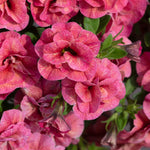 Calibrachoa 'caberet Double Apricote' - Double Apricot, 30–50 Cm | 6 x Plug Plants | Pink