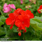 Geranium Best Red Garden Ready Plants | 24 x Garden Ready Plants