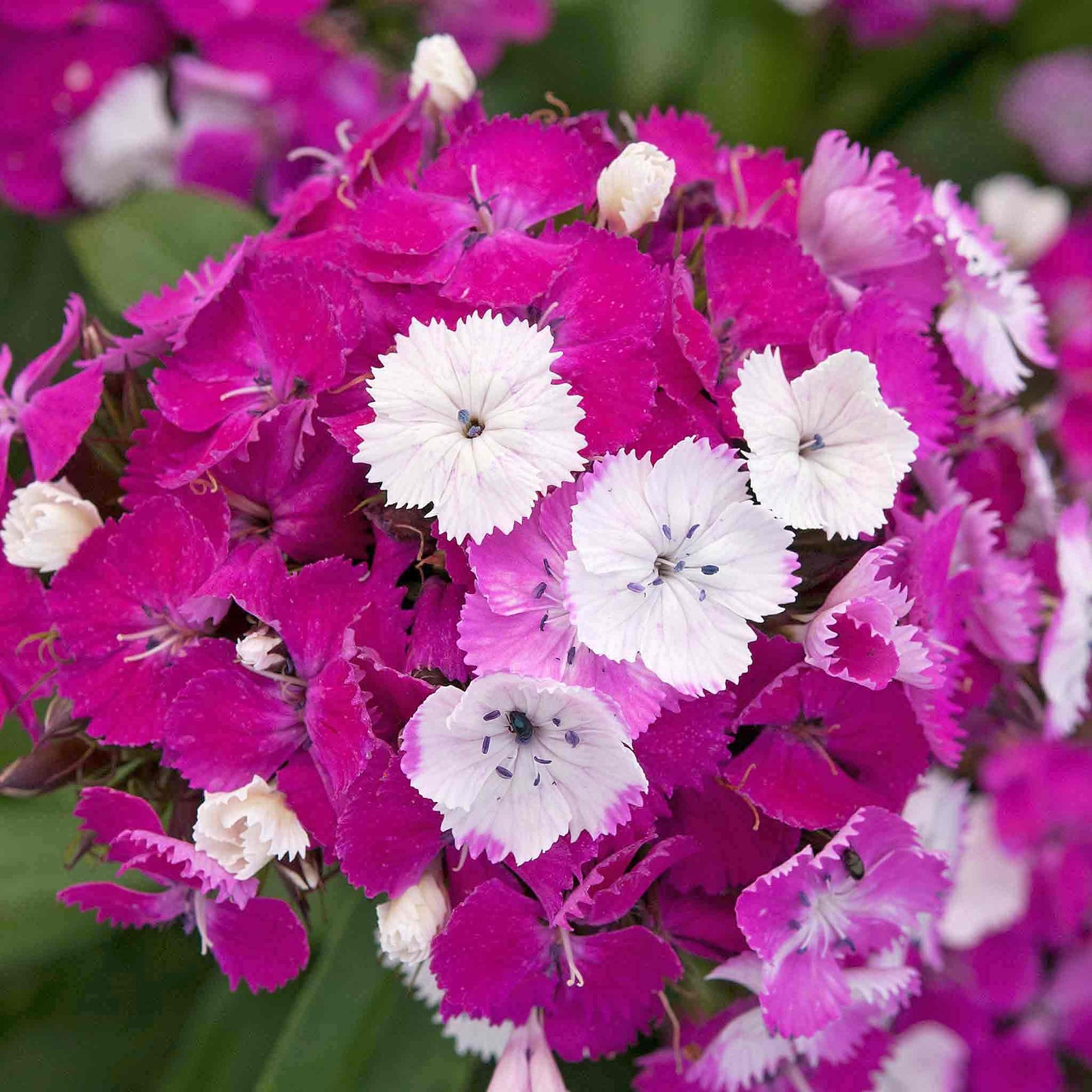 Dianthus 'dash Magician' - Colour-changing Perennial | 3 x 9cm