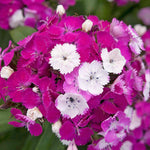 Dianthus 'dash Magician' - Colour-changing Perennial | 1 x 2L