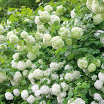 Viburnum Opulus 'roseum' (snowball Viburnum) 400 Cm | 1 x 7.5L | White