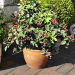 Hayloft Compact & Classic Berry Collection - 3 x 9cm pots. (1 of each)