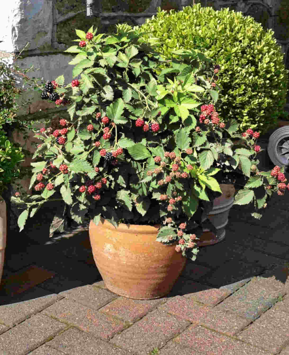 Hayloft Compact & Classic Berry Collection - 3 x 9cm pots. (1 of each)