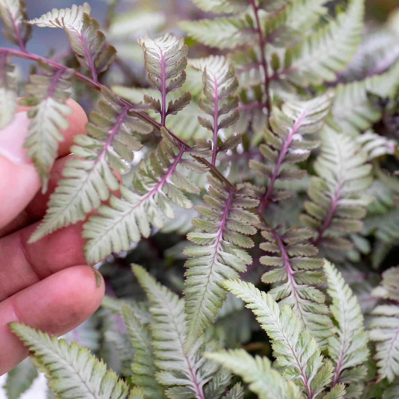 Athyrium 'niponicum Red Beauty' Fern | 1 x 2L | Multi