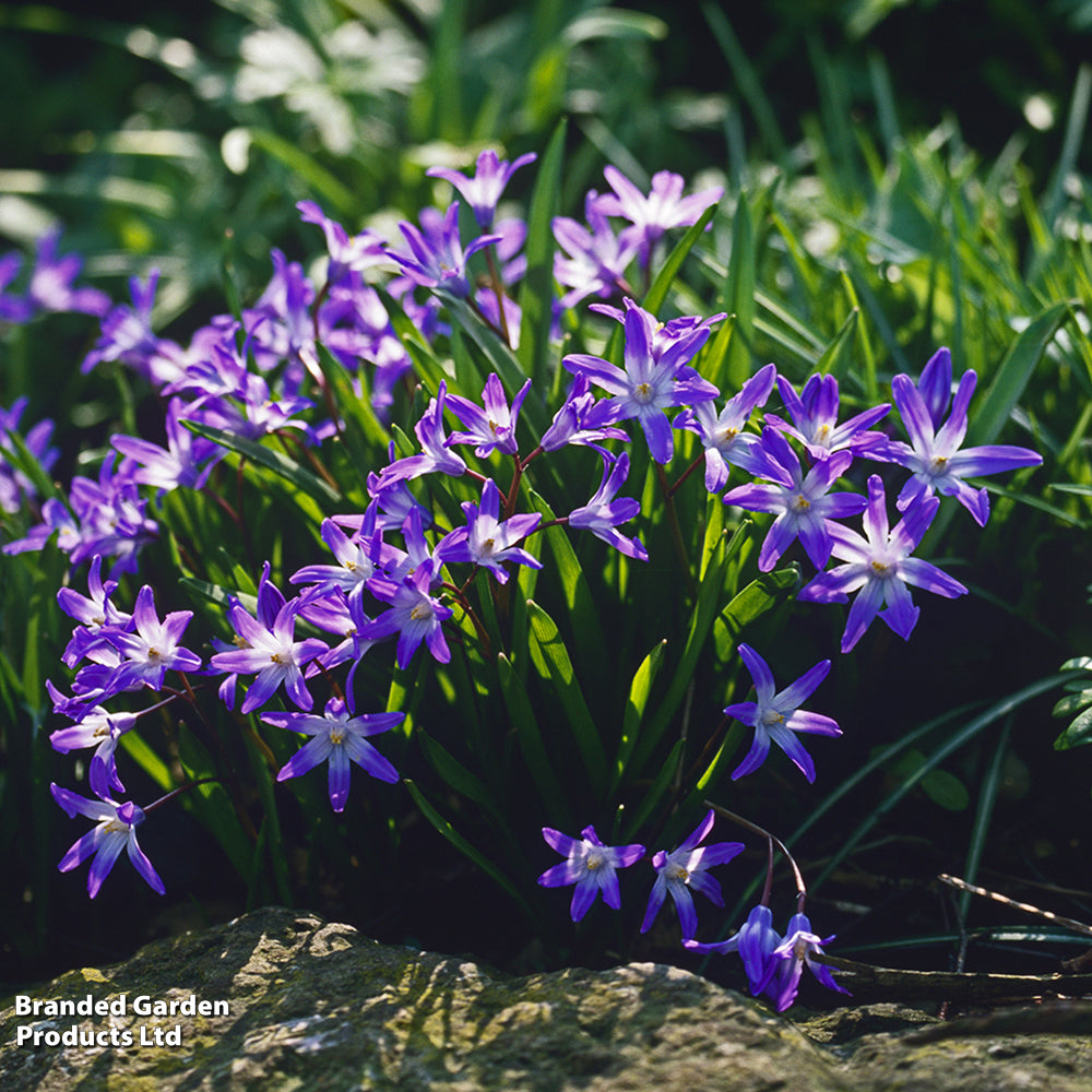 Fantastic Spring Flowering Mix Bulbs | 600 x Bulbs | Mixed
