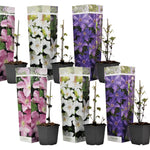 Leather Flower - Clematis Hybrid - Height 25-40cm - ⌀9cm | Set of 6 | Purple