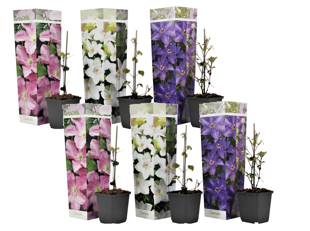 Leather Flower - Clematis Hybrid - Height 25-40cm - ⌀9cm | Set of 6 | Purple