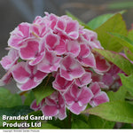 Hydrangea Bicolor Bavaria 10.5cm Potted Plant | Set of 3