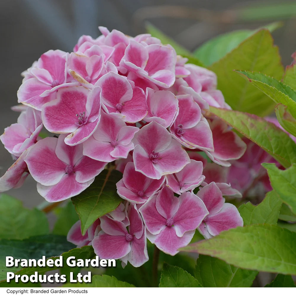 Hydrangea Bicolor Bavaria 10.5cm Potted Plant | Set of 3