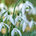 Snowdrops - Galanthus Nivalis - Supplied In The Green