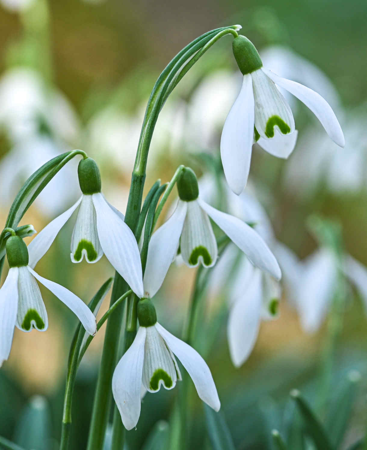 Snowdrops - Galanthus Nivalis - Supplied In The Green
