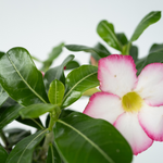 Desert Rose - Adenium Obesum - Height 30-45cm - ⌀13cm | Set of 1 | Pink
