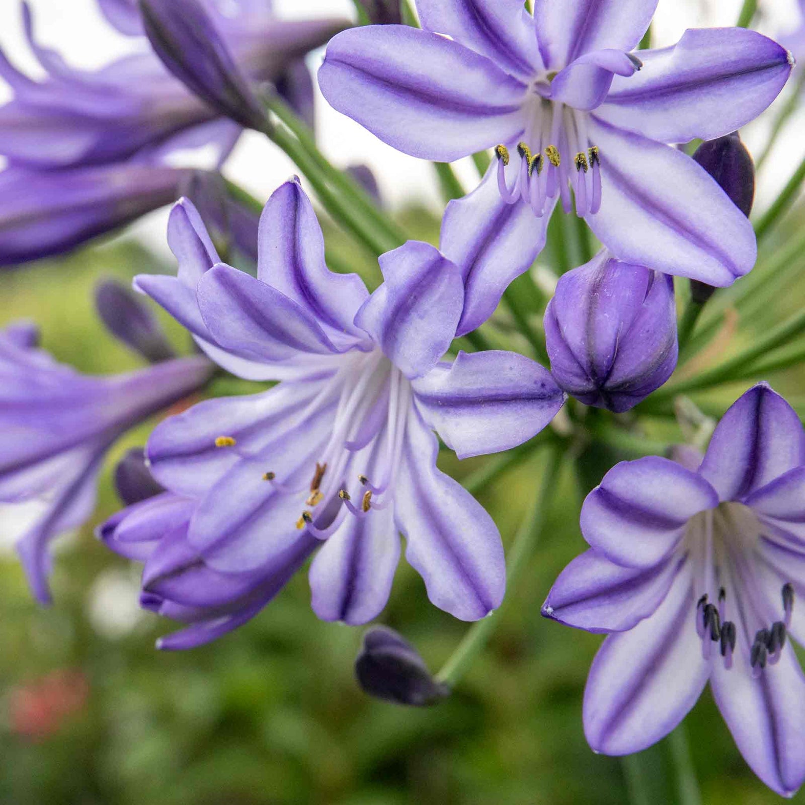 Agapanthus 'poppin Star' Purple Perennial 50cm | 3 x 9cm | Purple