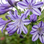 Agapanthus 'poppin Star' Purple Perennial 50cm | 1 x 5L | Purple